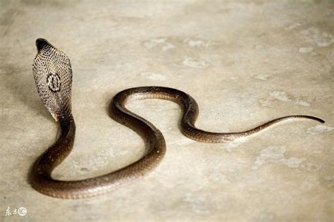 遇到毒蛇怎麼辦 花瓶裡放硬幣